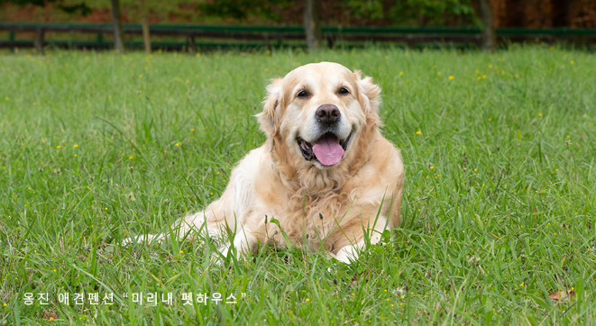  영흥도 애견동반 강아지 펜션 추천 운동장 수영장 바다구경 하기 좋은 곳