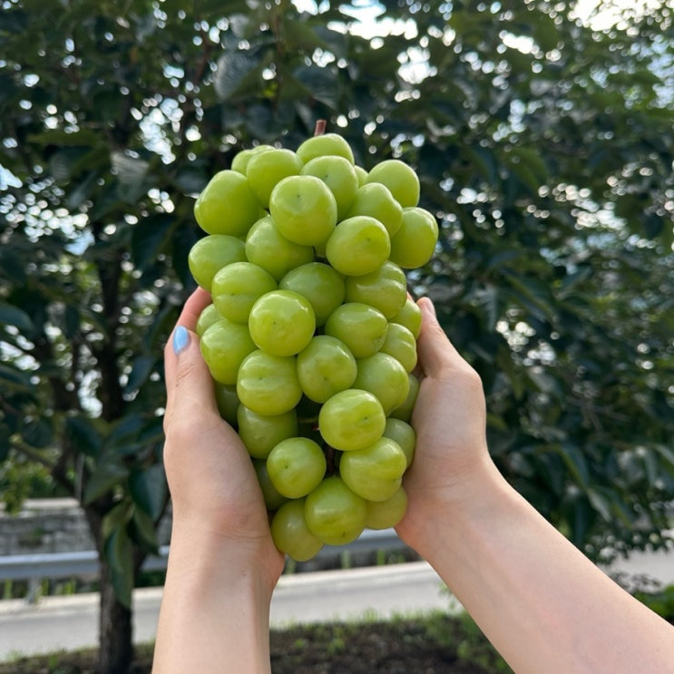  마감_[ 산지 농장 직배송 ] 김천 샤인 머스켓 택배 1kg 2만원대!!! ( 2025년 수확 특등급 6/28-7/10 단 2주간!! )