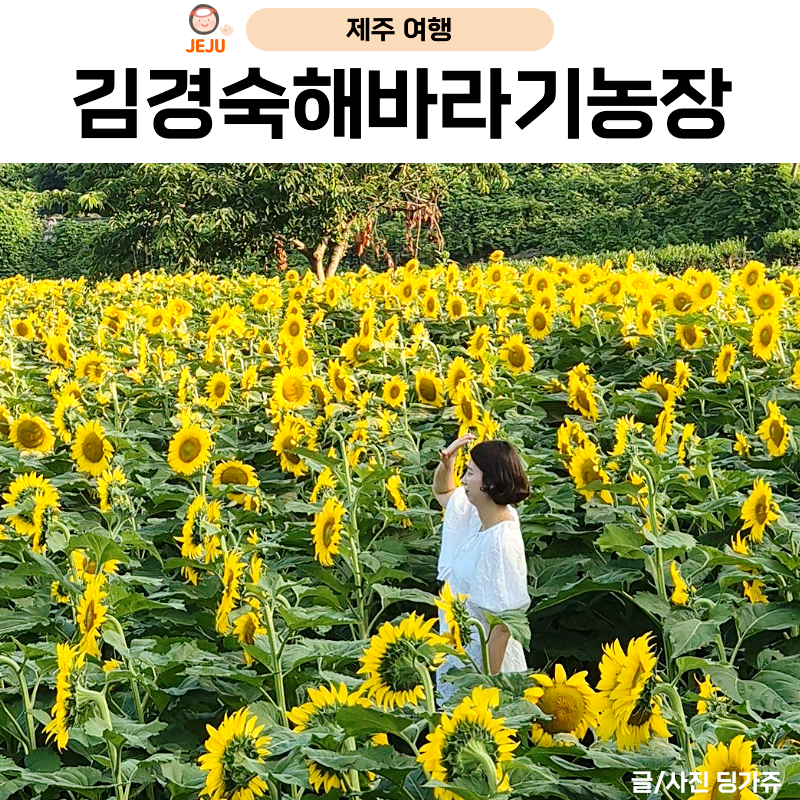 김경숙 해바라기 농장｜제주 해바라기 명소