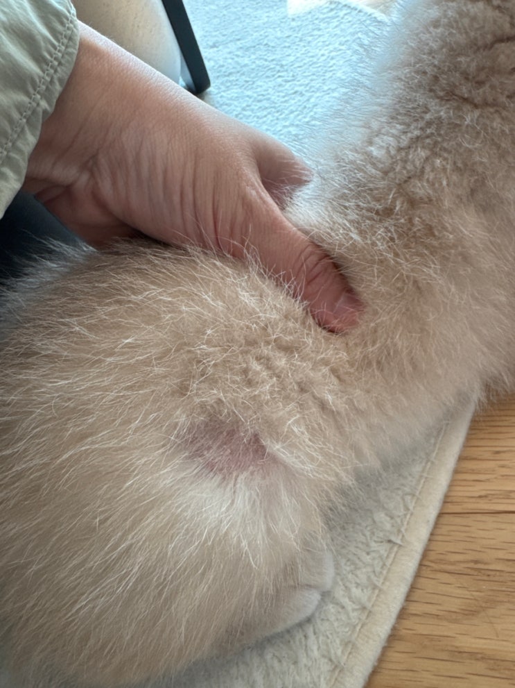  아기 고양이 피부 곰팡이? (동물병원 과잉진료 의심 사례)
