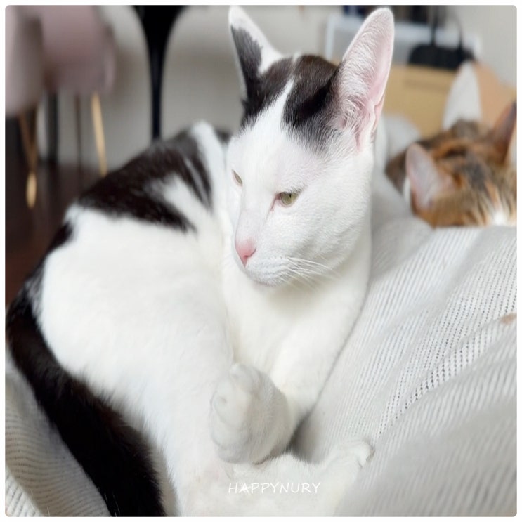 고양이가 우는 이유 고양이 울음소리 종류