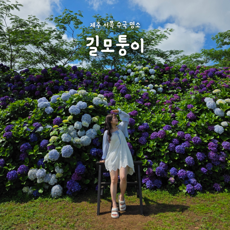  제주 서쪽 수국명소 동광리 수국길 길모퉁이 가게(위치, 입장료)