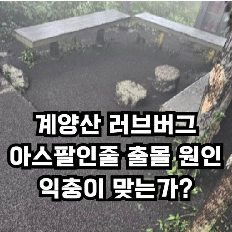 <b>계양산 러브버그 출몰</b> 원인, 일명 '사랑벌레' 아스팔트처럼... 