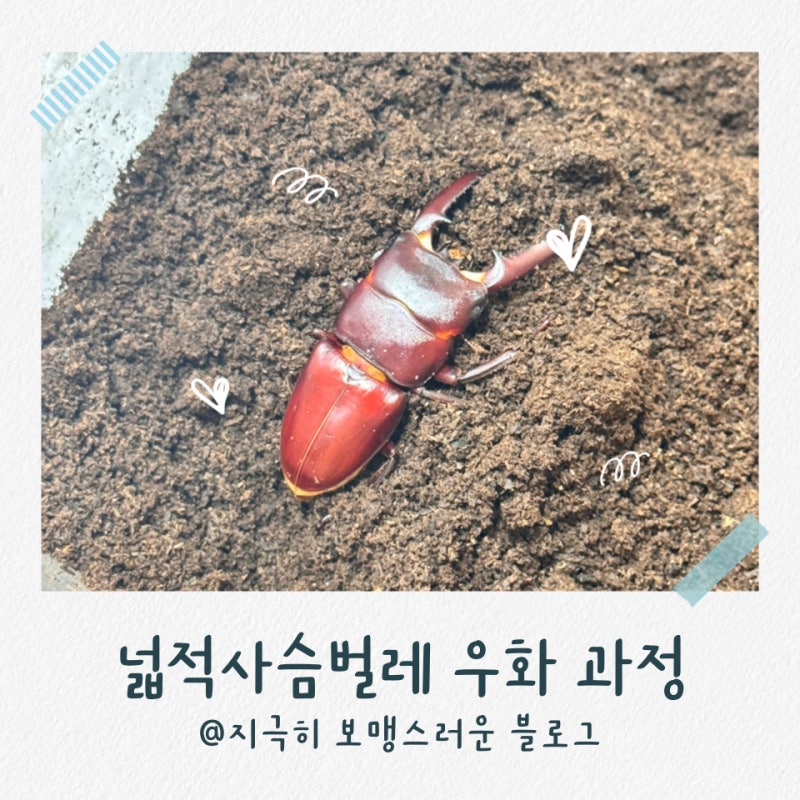 넓적사슴벌레 번데기 우화과정 (암컷+수컷)