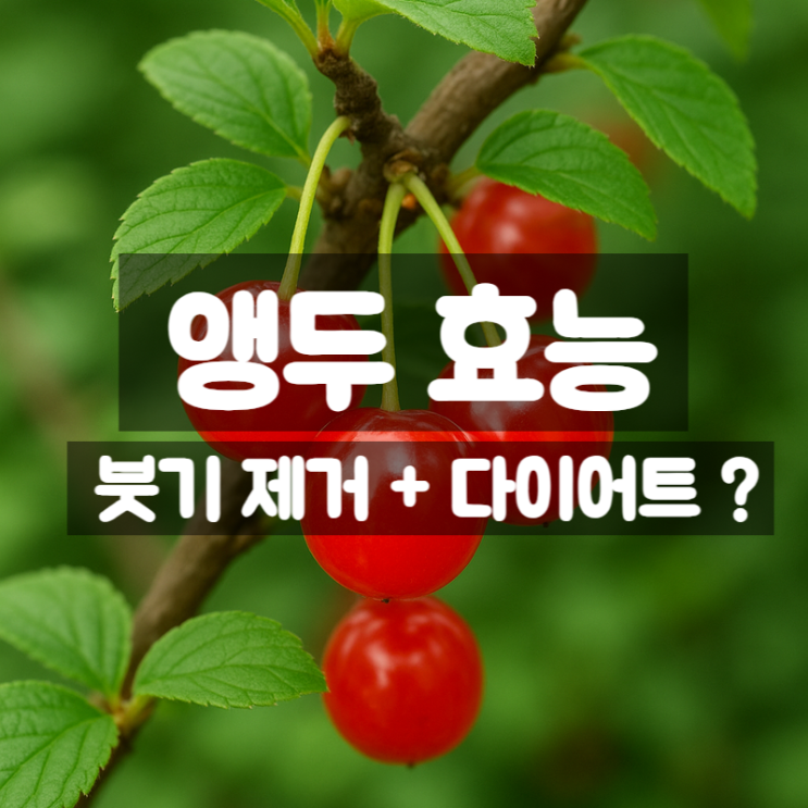  앵두 효능 성분 먹는법 – 붓기빼는 과일이라고?