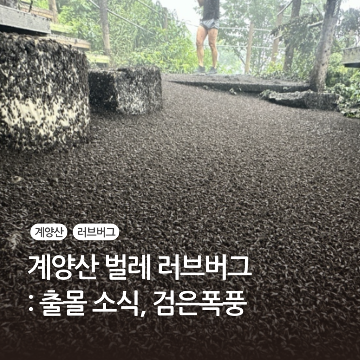 <b>계양산</b> 벌레 <b>러브버그 출몰</b> 소식