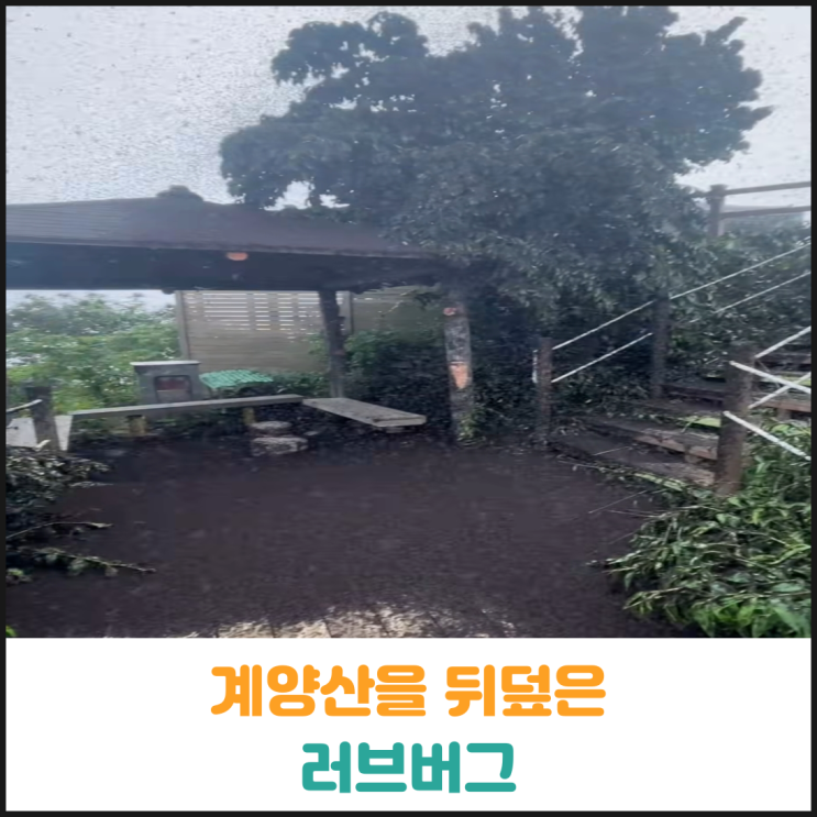 계양산을 뒤덮은 러브버그 계양산을 뒤덮은 러브버그