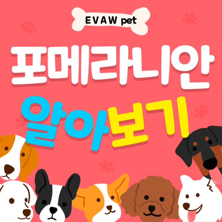  포매리안, 귀여움 속 당찬 성격의 매력견 완전정복 (분양, 가격, 성격)