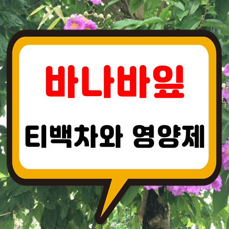 바나바잎 효능 추출물 영양제 60정 복용방법 및 시간 잎차 끓이는 법