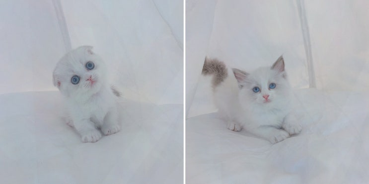  고양이 분양의 모든 것! 천안고양이분양 퍼스트캣 본점에서 보령먼치킨분양을 경험해보세요