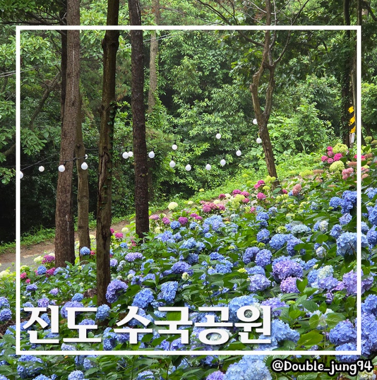  진도 수국 명소 언덕 가득 수국이 있는 운림산림욕장 수국공원