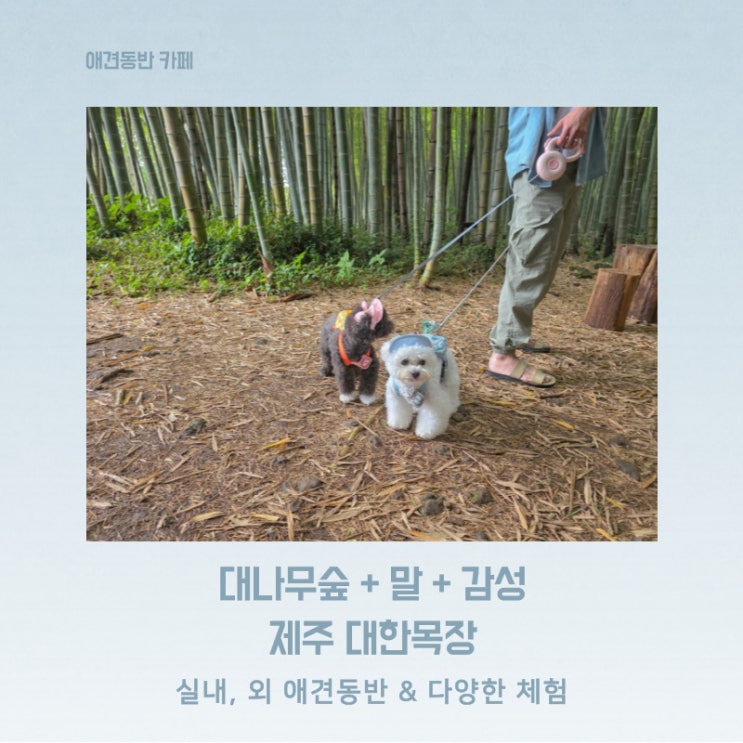 제주 서귀포 대나무숲과 말이 있는 애견동반 카페 대한목장