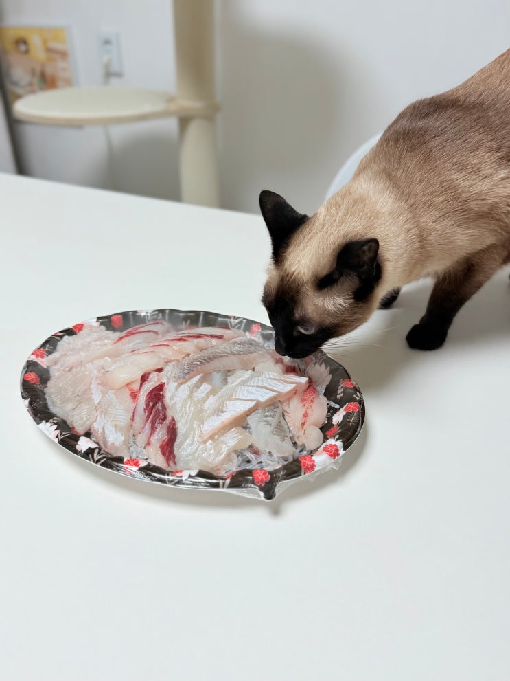 고양이 생선회 날생선 절대 주면 안 되는 음식일까?