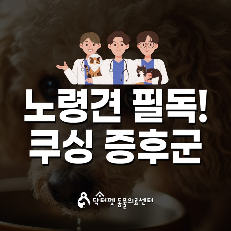  노령견 보호자님이라면 꼭 알아야 할 강아지 쿠싱증후군 이야기 부산 내과 동물병원