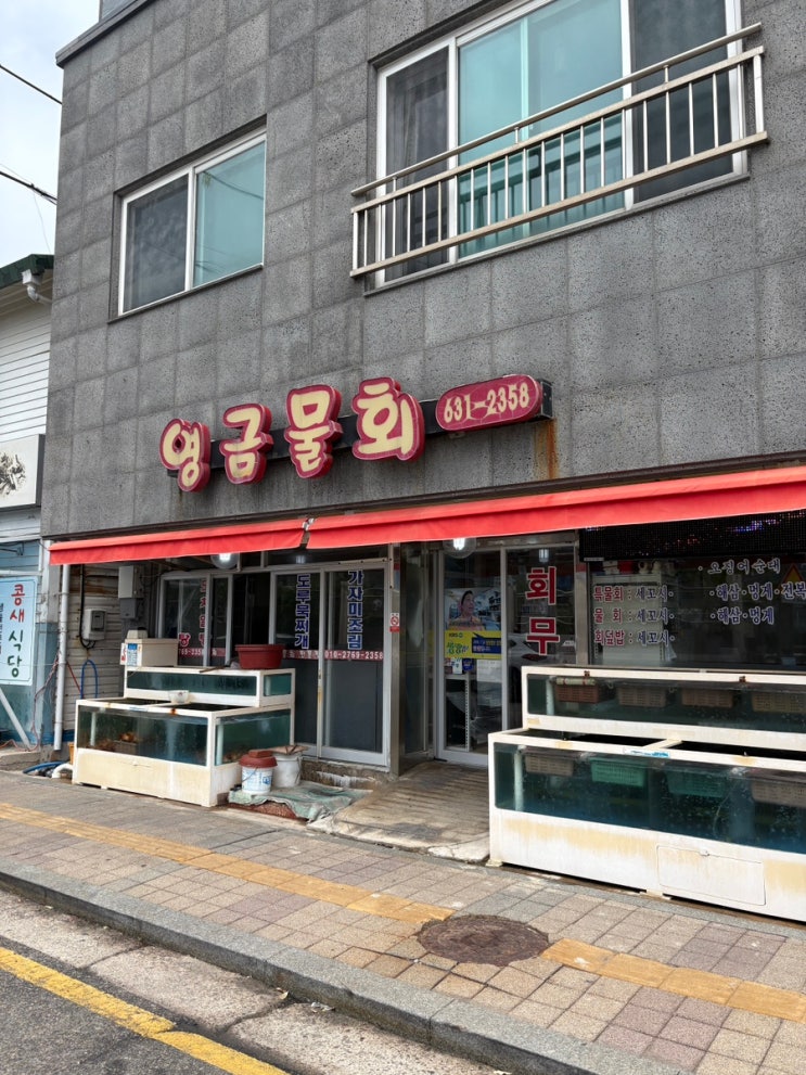 속초 가자미 회가 가득, 영금물회 물회 회덮밥 후기