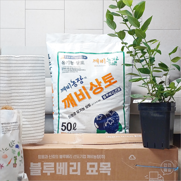 집에서 왕블루베리 묘목 재배 심기 깨비농장 추천 나무 키우기