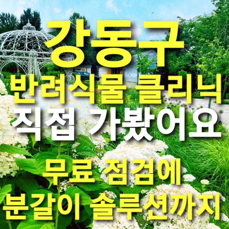  강동구 반려식물 클리닉 직접 가봤어요. 무료 점검에 분갈이 솔루션까지