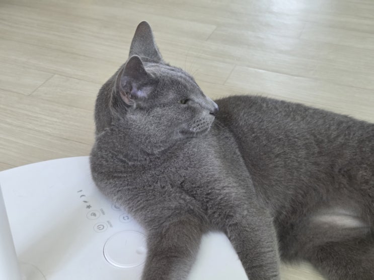  요즘 털갈이 중인 애옹이- 1일 n빗질해야 하나요?