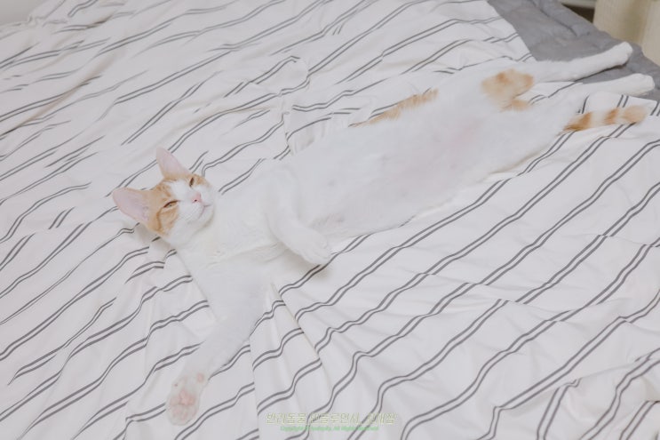 왜 고양이 액체설이라 할까 이 행동 의미는?