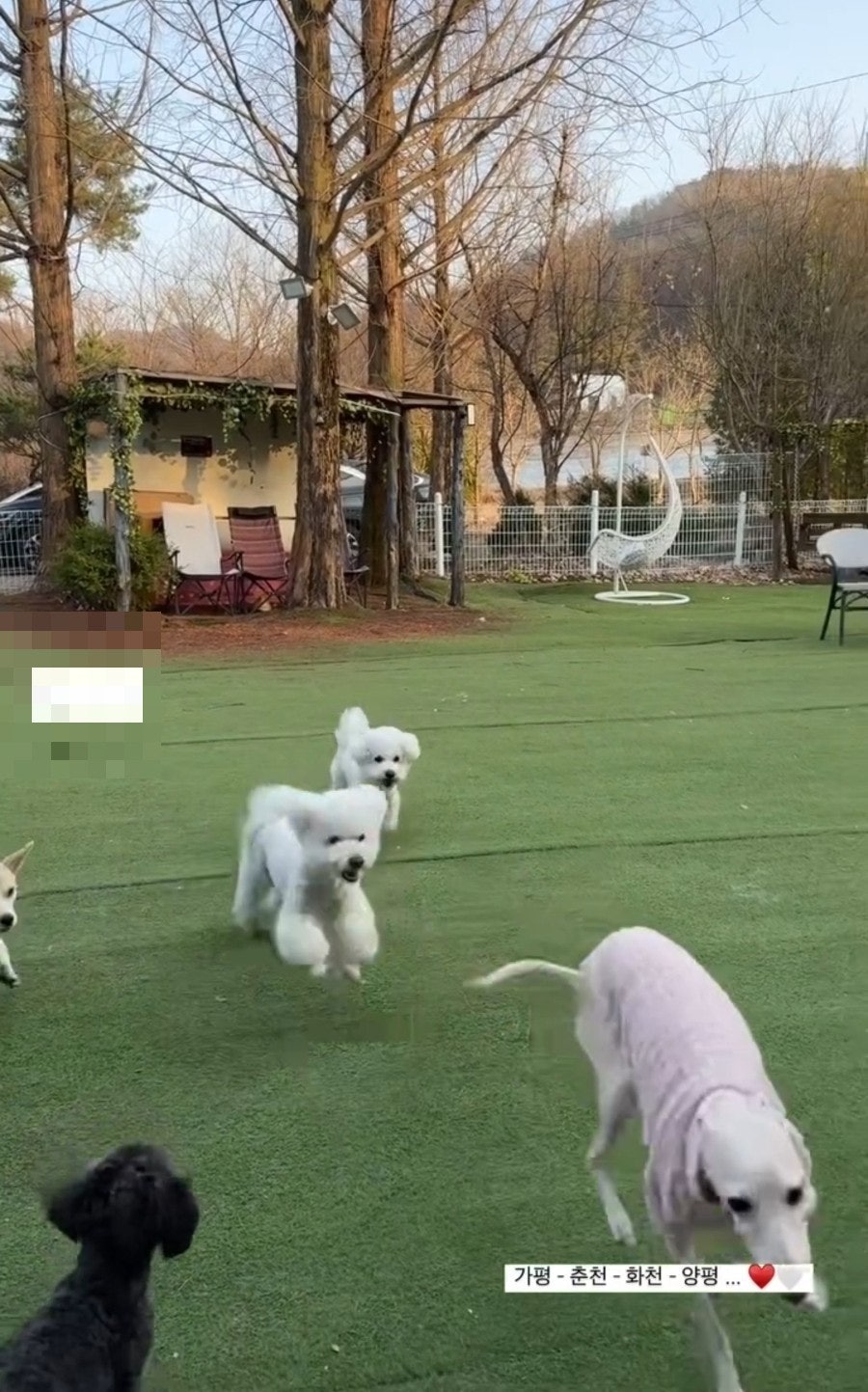 도담도담애견펜션 사진 5
