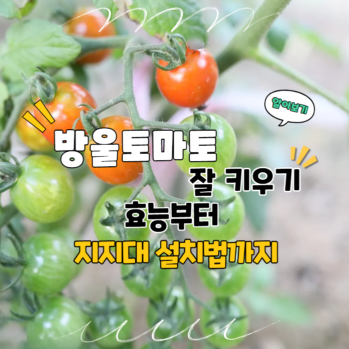  방울토마토 모종 키우기 효능 지지대 세우기