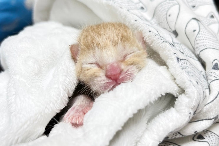 아기 고양이 키우기, 성묘와 새끼고양이 입양 후 합사 방법