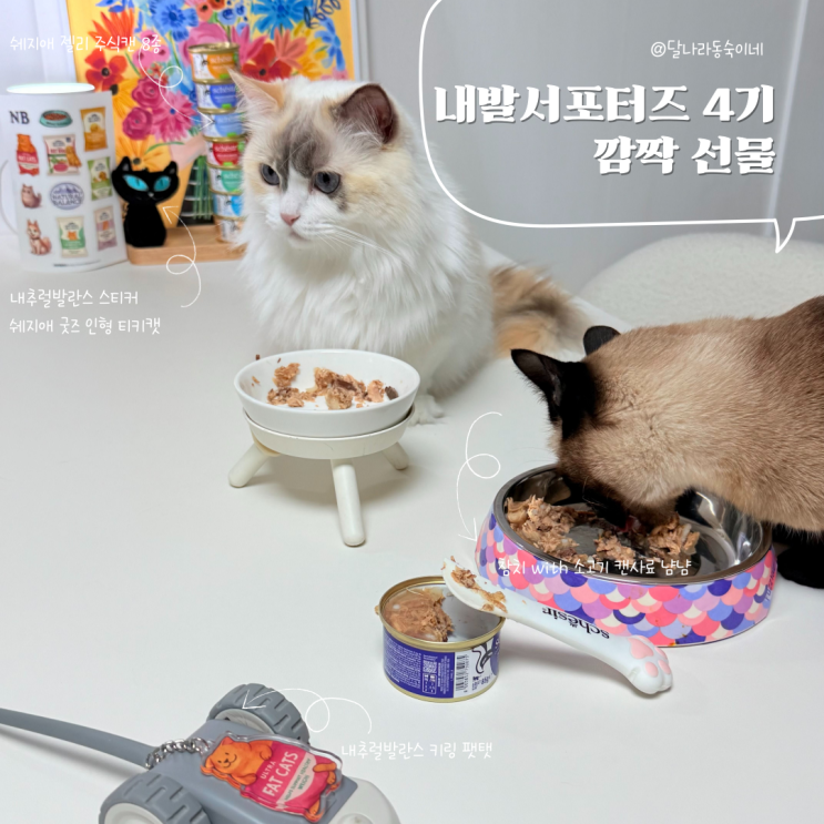 고양이주식캔사료추천 내추럴발란스 서포터즈4기 쉐지애 깜짝선물 감동
