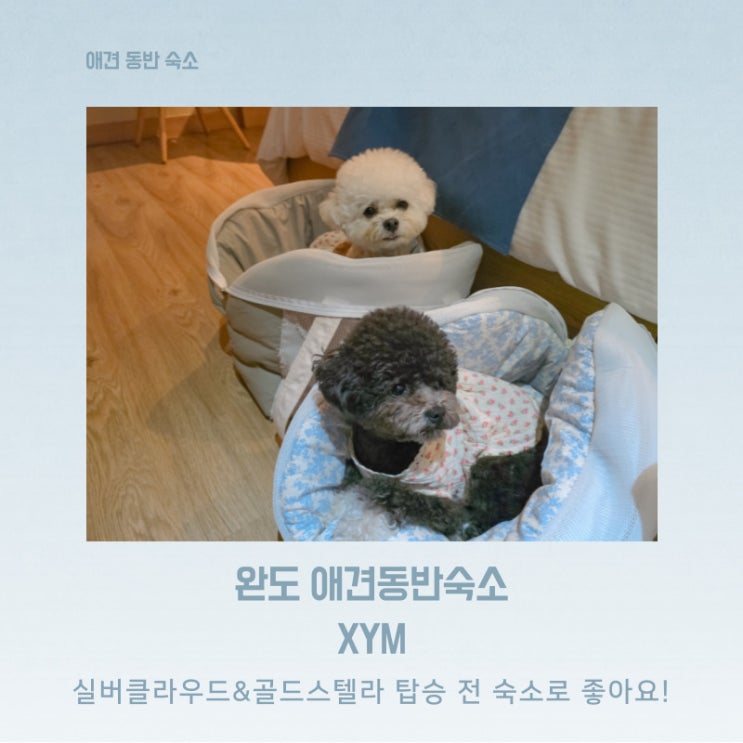  완도에서 제주도로 골드스텔라 타기 전 애견동반 가능한 숙소 xym