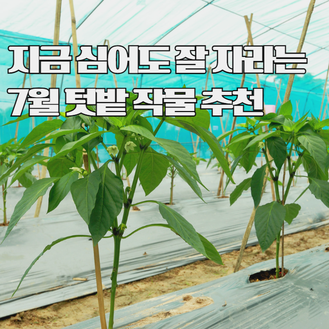 7월에 심는 작물 추천! 더위에도 잘 크는 텃밭 채소 모음