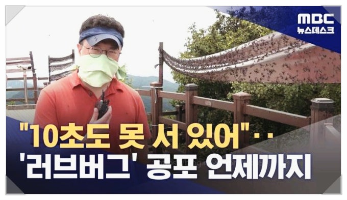  인천 계양산 덮친 러브버그 왜 이렇게 많이 생겼을까?
