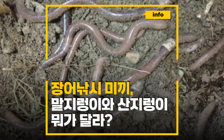 장어낚시 미끼로 좋다는 말지렁이, 산지렁이와 뭐가 다르지?