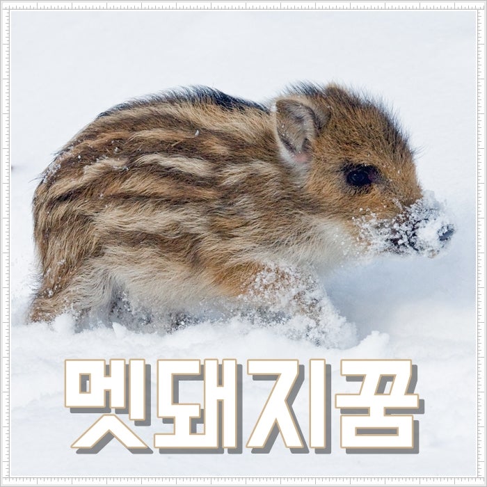 멧돼지꿈 해몽 멧돼지 잡는꿈 죽이는꿈 풀이