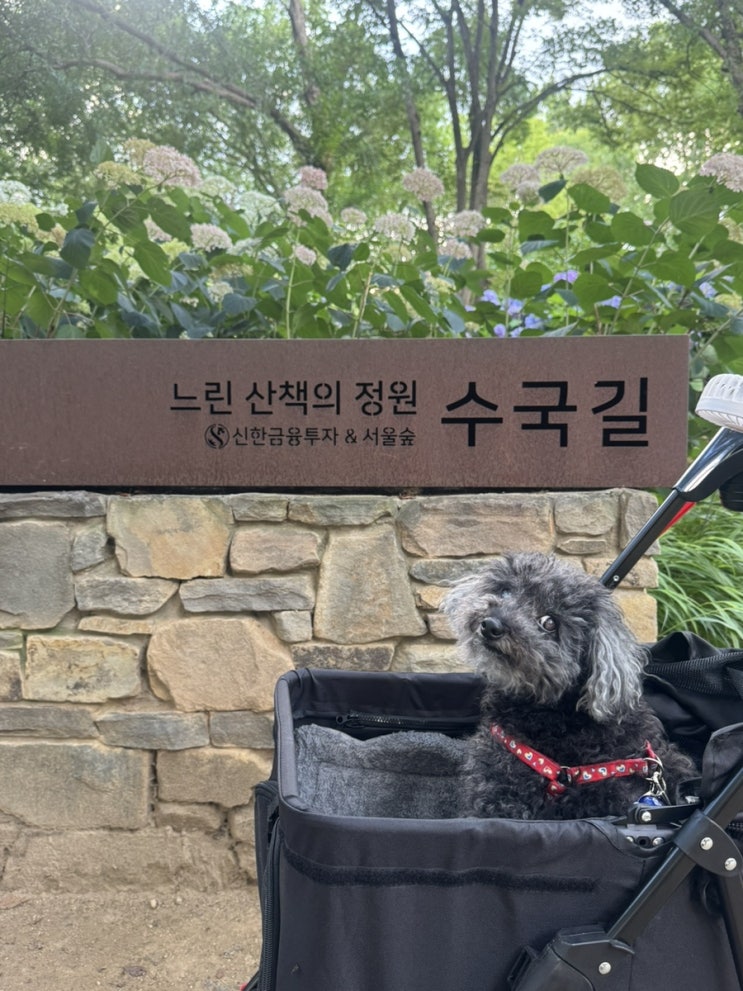  서울숲 수국명소 수국길 산책 위치 피크닉 명당