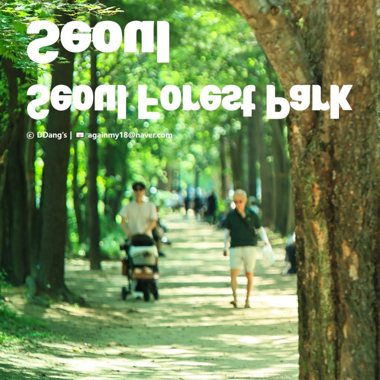  서울숲공원 사계절 즐기기 | 봄 벚꽃부터 여름 수국, 가을 단풍, 겨울 산책까지 얼렁뚱땅 정리
