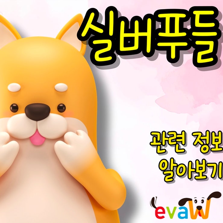  실버푸들, 지성과 매력 알아보기(성견, 미용, 분양, 켄넬, 꿀팁)
