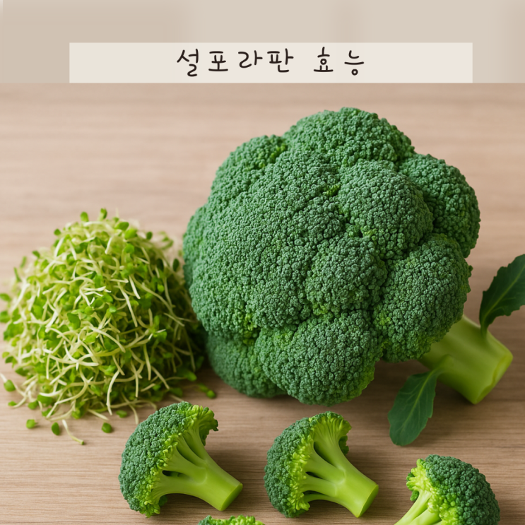설포라판 효능 부작용 총정리! 항산화 항암작용 성분의 비밀은?