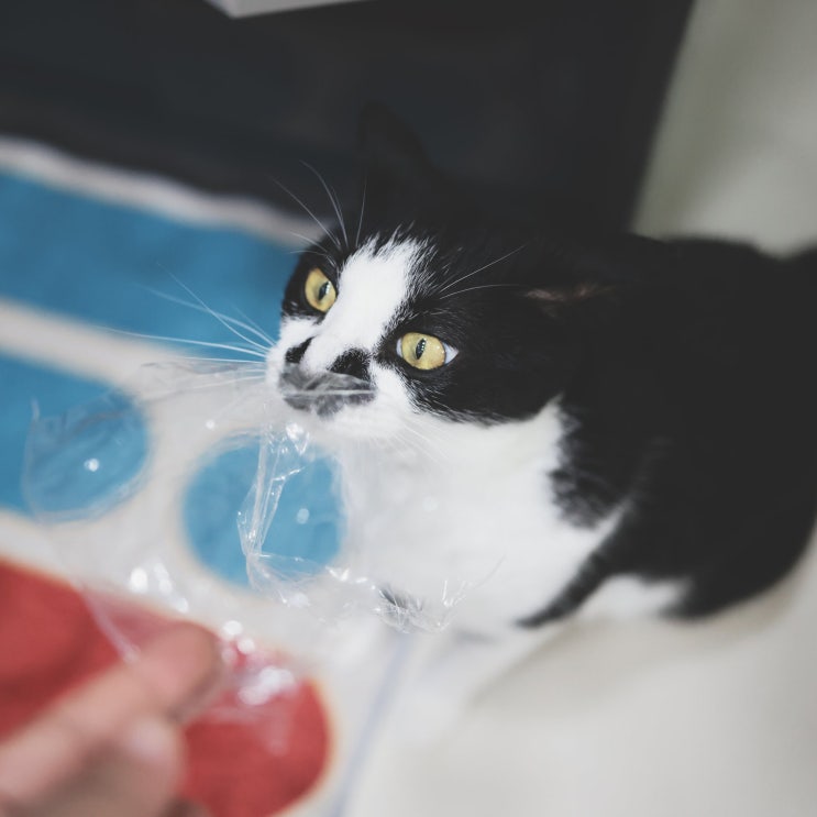  고양이 초보집사라면 꼭 알아야 할 '작은 사고, 큰 수술' 위험 리스트