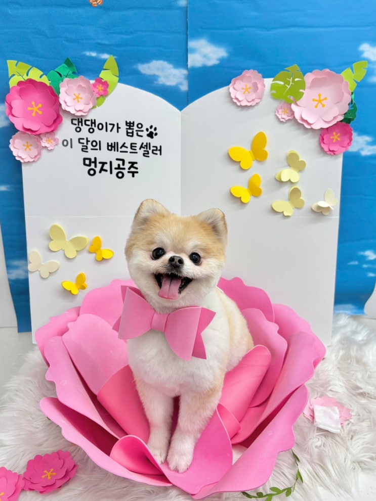  [영등포 애견미용실] 포근포근 | 포메라니안 곰돌이컷 가위컷 후기