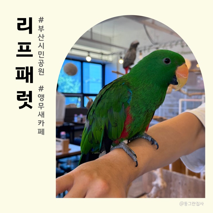  서면 앵무새 카페 리프패럿 시민공원점 - 실내데이트, 키즈 체험 추천