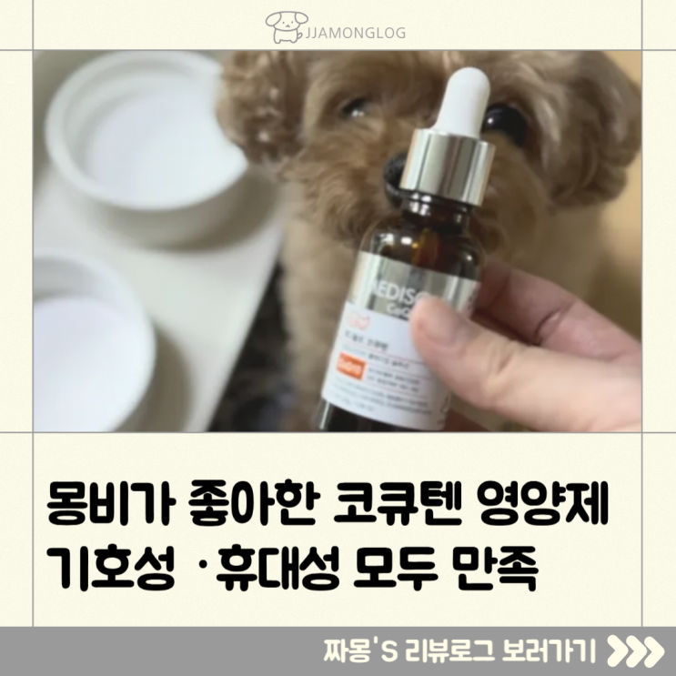  [반려템리뷰] 9살 몽비의 일상 케어, 코큐텐으로 시작한 웰에이징 루틴