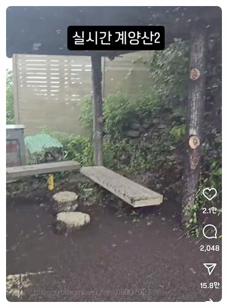  인천 계양산 러브버그 정체는? 생태계 익충인데 왜 재난처럼 느껴질까