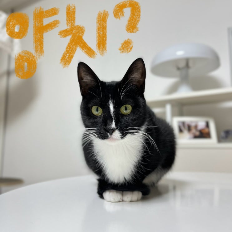고양이 치약, 입냄새 제거 간편한 양치 습관 본아페티