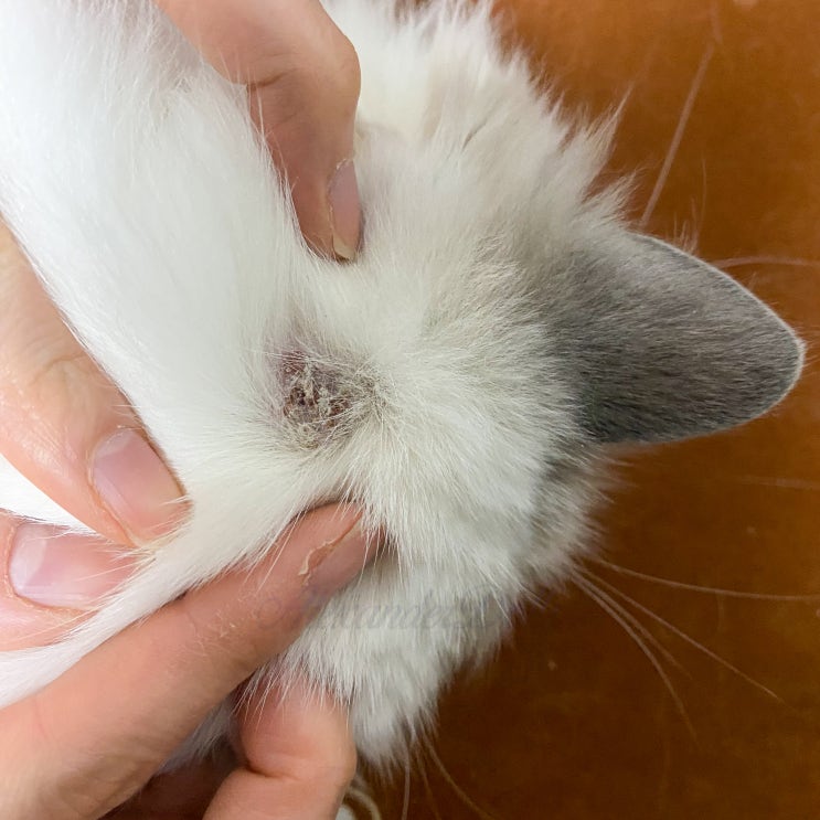  고양이 링웜 치료 방법, 병원비 절약 팁 이트라코나졸 아시코나100 복용법