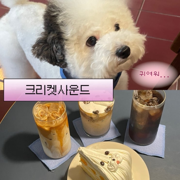  대전 대흥동 귀여운 포차코 강아지가 있는 카페 ‘크리켓사운드’ 내돈내먹 후기