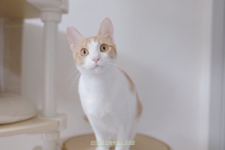 고양이 사료양 계산 하루에 얼마나 먹일까?
