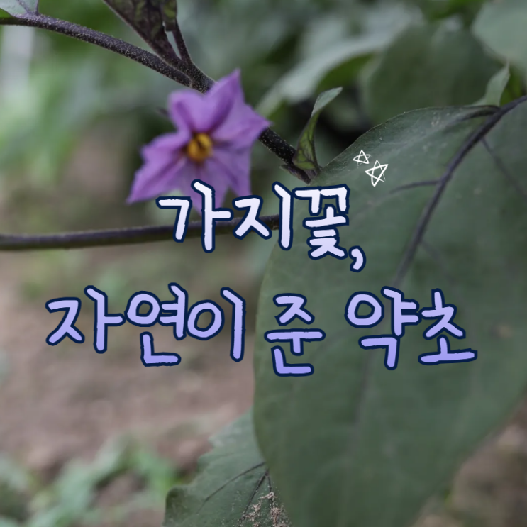  가지꽃 가지물 효능 효과 5가지