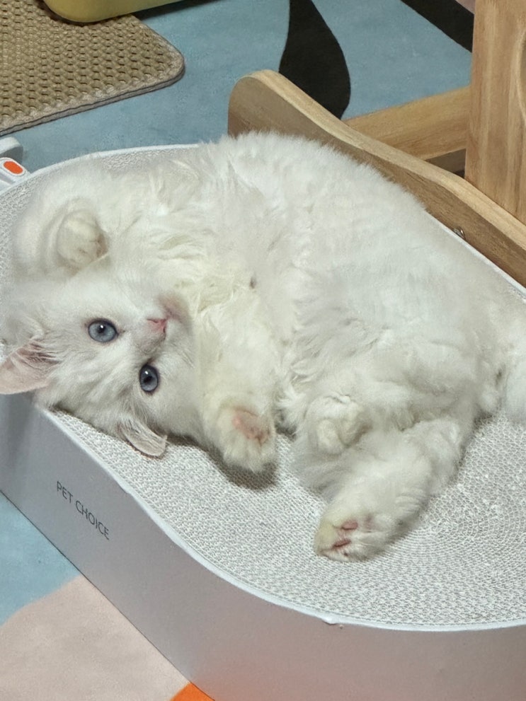  초보집사 이바다의 반려동물 고양이 입양기 첫 만남부터 현재까지의 총합본 그리고 입양실태