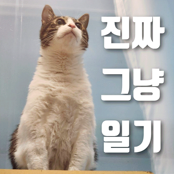  진짜 그냥 일기 | NCT WISHX메가커피 텀블러, 귀여운 고양이, 드디어 기다리던 햇감자 포카칩 등장, 밥상기록