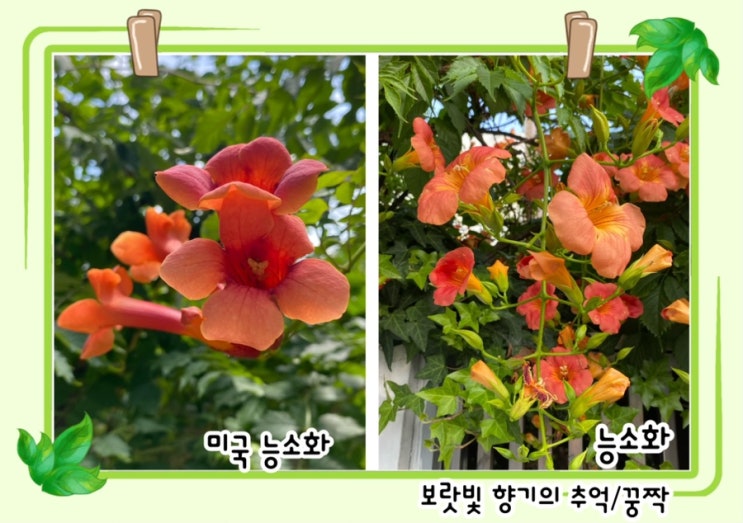 능소화/미국 능소화