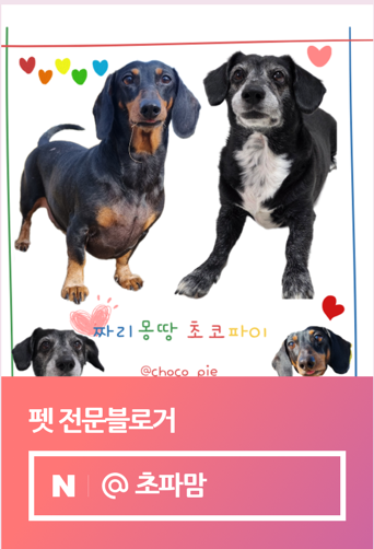  6번의 도전 네이버 펫 인플루언서 선정 후기